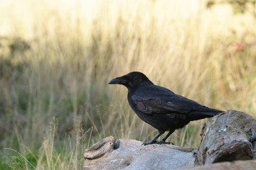 Carrion Crow, Corvus corone