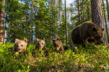 Wild brown bears in forest