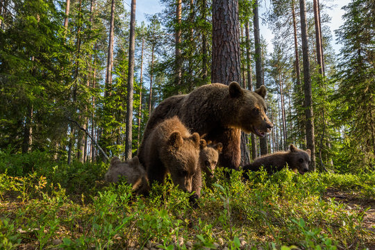Wild brown bear in forest
