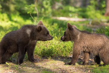Fototapeta premium Wild brown bears in forest