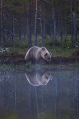 Wild brown bears in forest