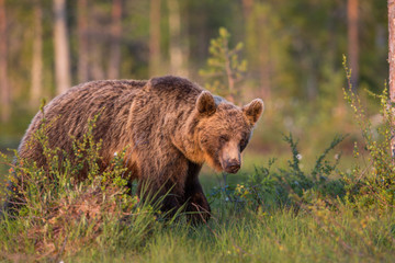 Obraz na płótnie Canvas Wild brown bears in forest