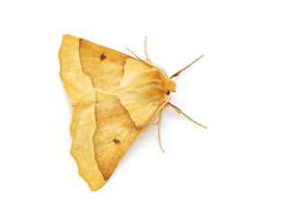 Naklejka premium The scalloped oak moth Crocallis elinguaria isolated on white background