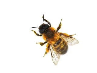 Abwaschbare Fototapete Biene Die wilde Biene Osmia bicornis rote Mauerbiene isoliert auf weiß