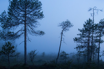 Dark and gloomy forest and river side with mist