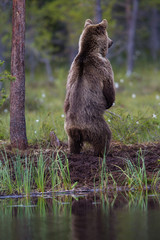 Obraz premium Wild brown bears in forest