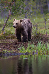 Obraz premium Wild brown bears in forest