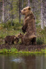 Wild brown bears in forest