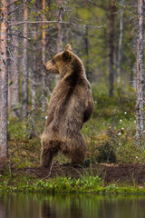 Wild brown bears in forest