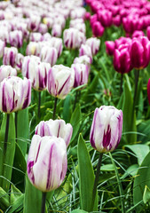 purple tulip flowers. P!ark Keukenhof, garden in Holland