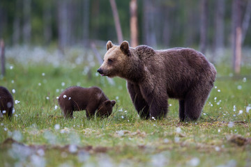 Wild brown bears in forest and meadows