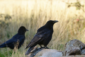Carrion Crow, Corvus corone