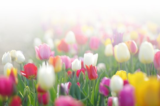 Fototapeta Tulpenfeld im hellen Licht