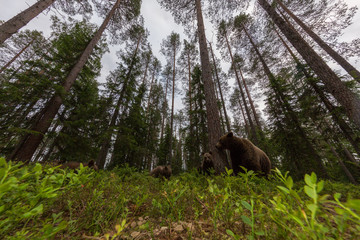 Wild brown bears in forest and meadows