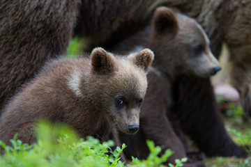Obraz premium Wild brown bears in forest and meadows
