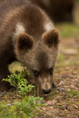 Obraz premium Wild brown bears in forest and meadows