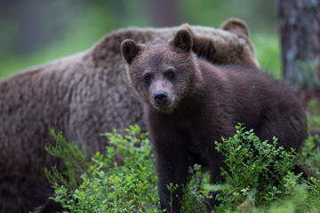 Naklejka na ściany i meble Wild brown bears in forest and meadows