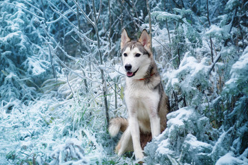 Хаски /Husky in winter forest