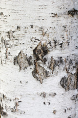 birch bark texture closeup
