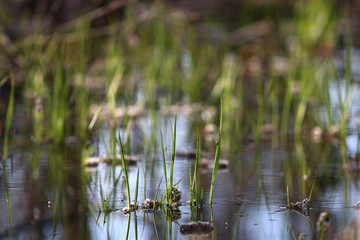 texture of fresh green grass