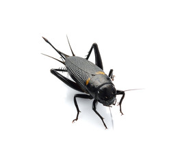 Gryllus bimaculatus isolated on white background