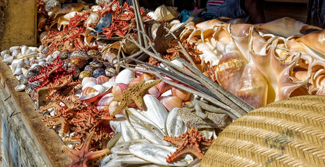 Asssorted sea shells at seafood market