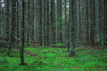 summer spruce forest landscape