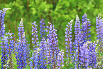 wild flowers in the field