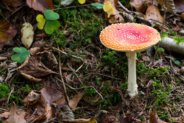 Giftiger Fliegenpilz im Wald