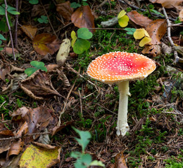 Giftiger Fliegenpilz im Wald