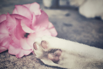 Feet of cat with pink flower