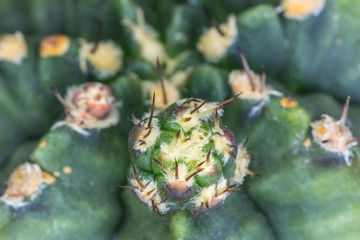 closeup of a new spiny cactus seedling