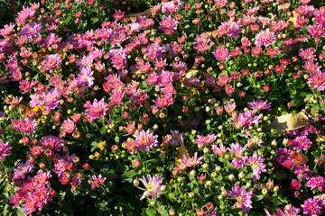 Chrysanthemum Pink