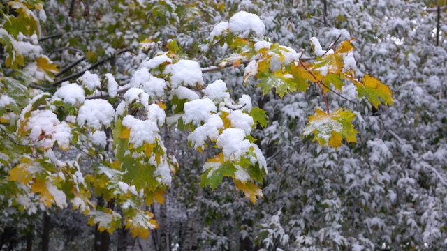 Yellow leaves with Snow