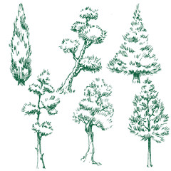 Fototapeta premium Vector trees