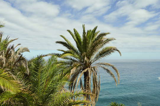 Palm tree with the Atlantic ocean in the back