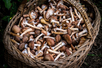 Cueillette de Champignon