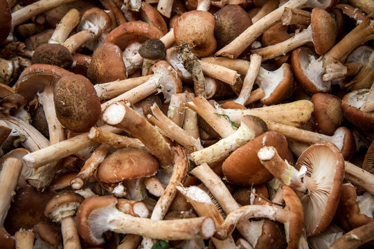 Cueillette de Champignon