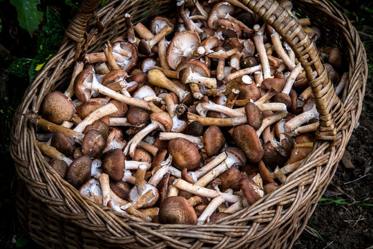 Cueillette de Champignon