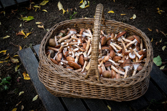 Cueillette de Champignon