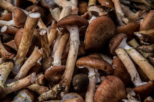 Cueillette de Champignon