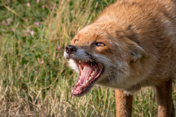 Fox snarling head shot with green foliage background.