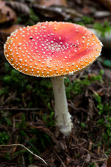 Giftiger Fliegenpilz im Wald