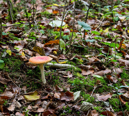 Giftiger Fliegenpilz im Wald