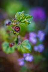 Wild Summer Flowers