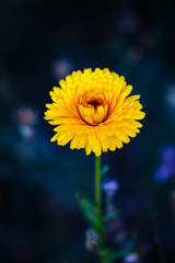 Obraz premium Sunflower