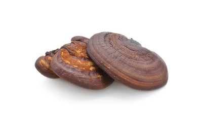 Lingzhi Mushroom Ganoderma Lucidum Isolated on white background