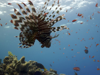 lionfish