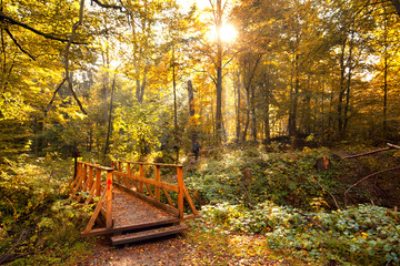 Brücke im Herbstwald - Naturpark Harz
