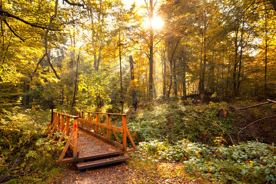Br&uuml;cke im Herbstwald - Naturpark Harz